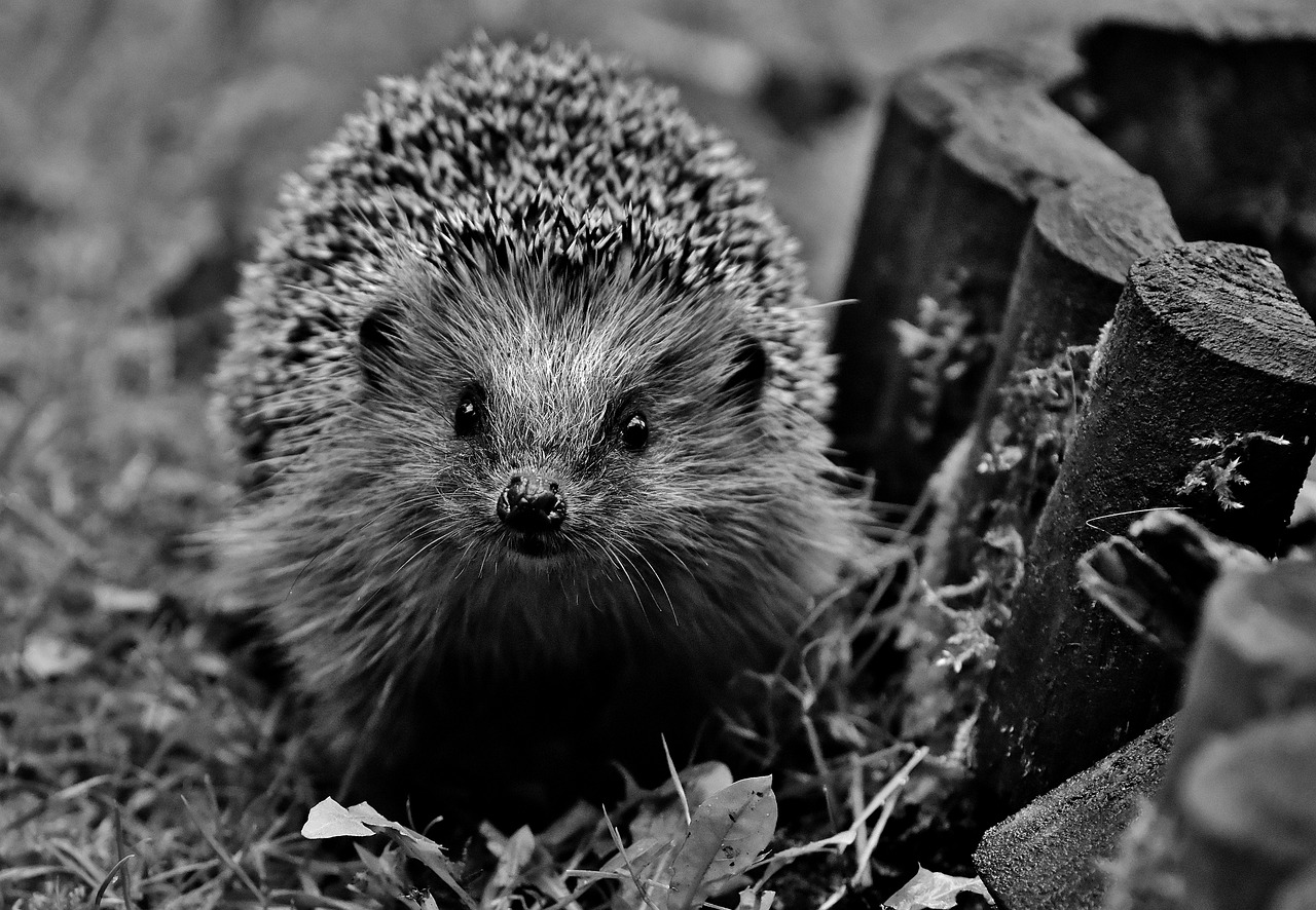 Adorable Hedgehog Crafts for Kids